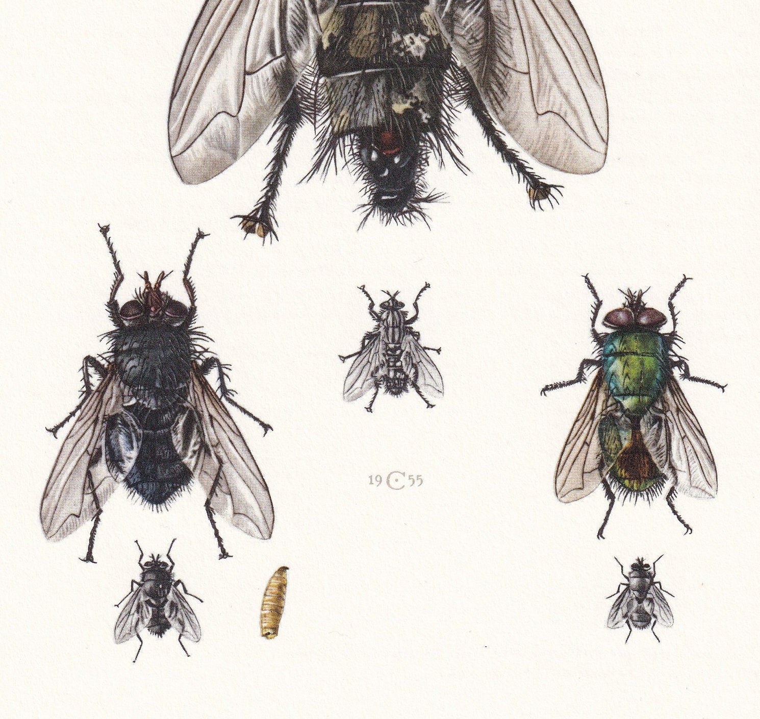 1960 FLESH FLY Print - Vintage Insect Print - Insect Wall Art - Sarcophaga carnaria - Vintage Entomology Print - 7.5 x 10.6 I