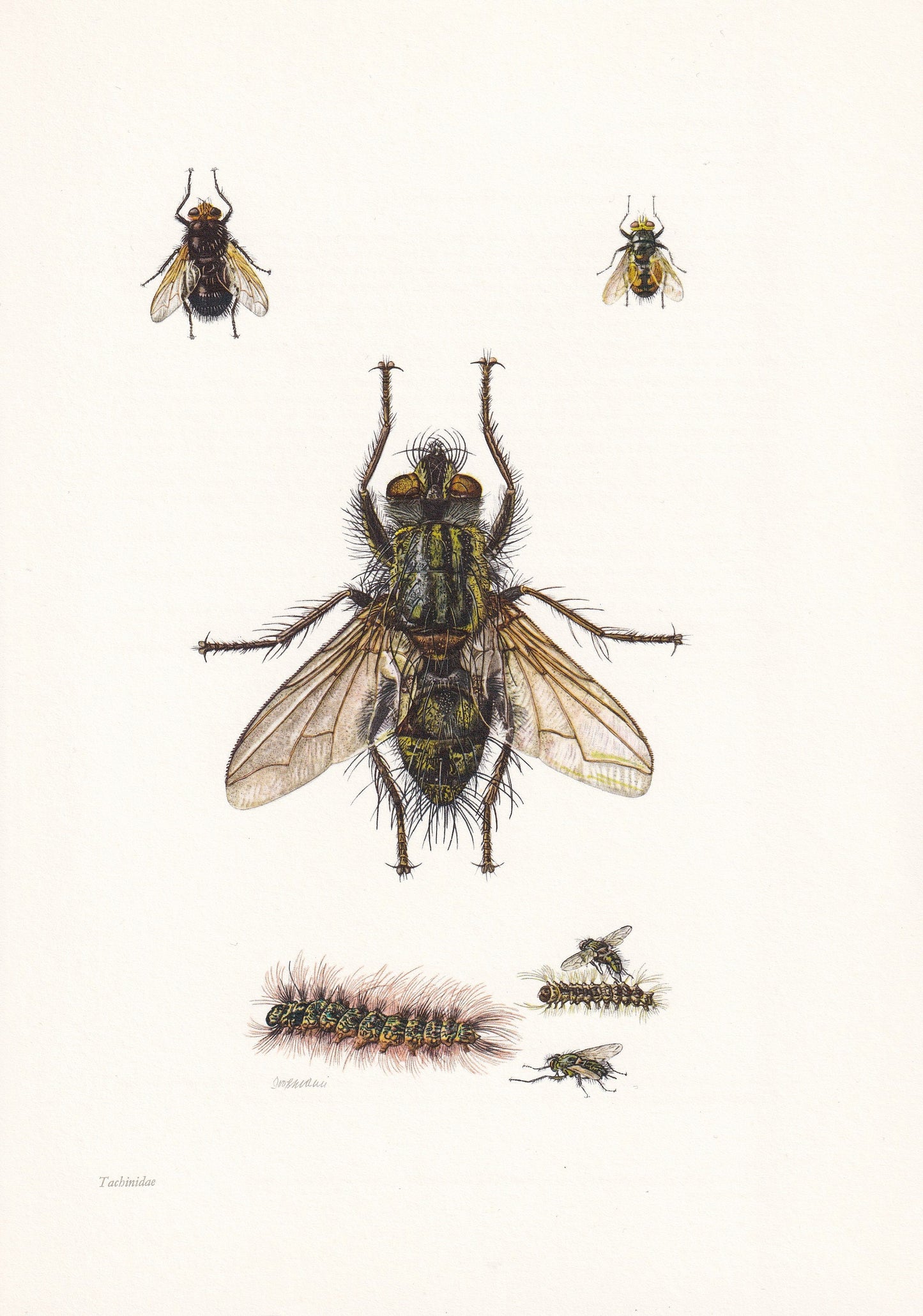 1960 TACHINID FLY Print - Vintage Insect Print - Insect Wall Art - Bugs Print - Vintage Entomology Print - 7.5 x 10.6 Inches