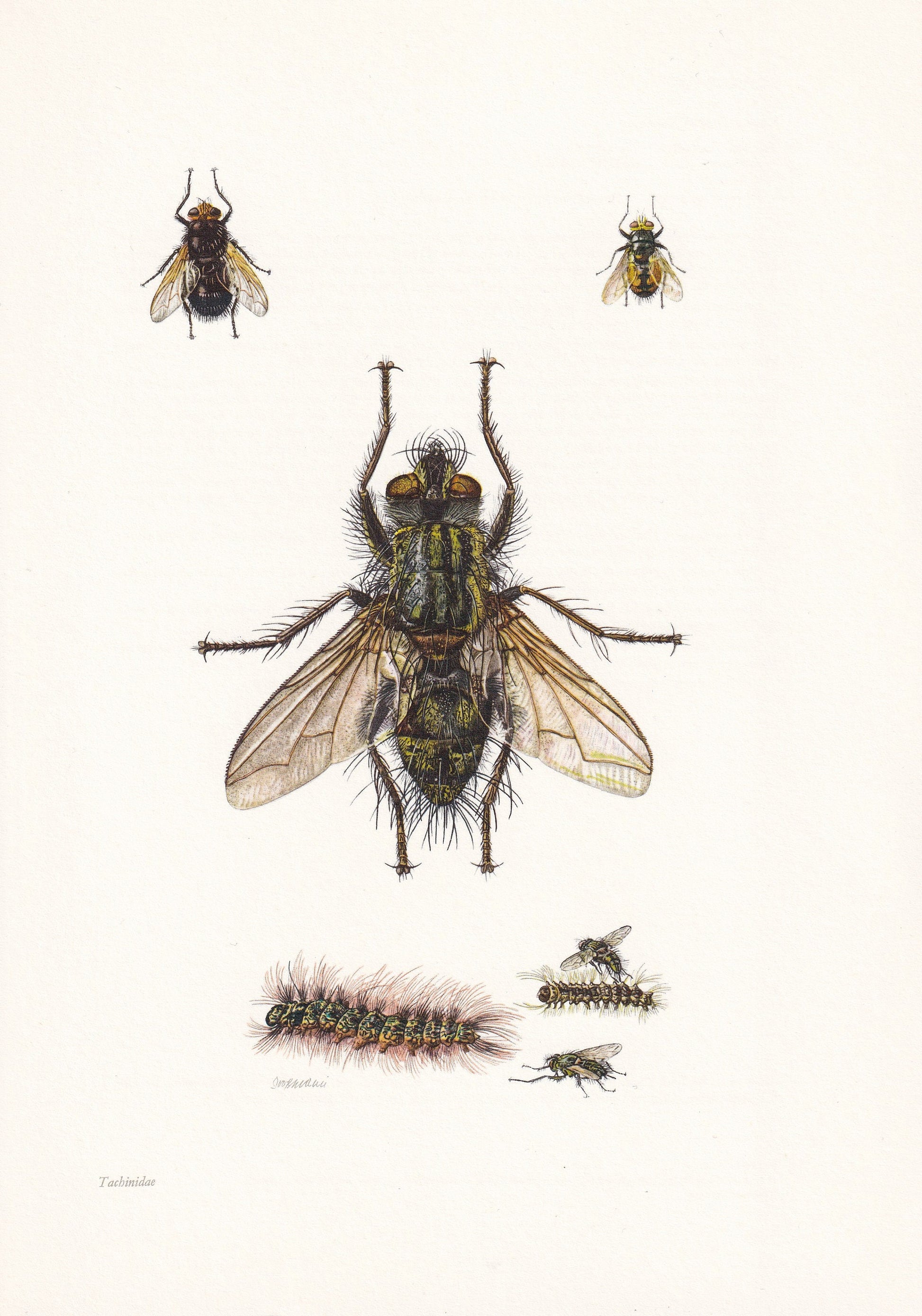 1960 TACHINID FLY Print - Vintage Insect Print - Insect Wall Art - Bugs Print - Vintage Entomology Print - 7.5 x 10.6 Inches