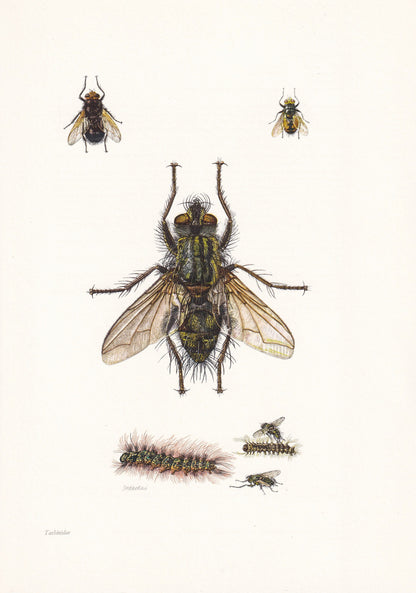 1960 TACHINID FLY Print - Vintage Insect Print - Insect Wall Art - Bugs Print - Vintage Entomology Print - 7.5 x 10.6 Inches