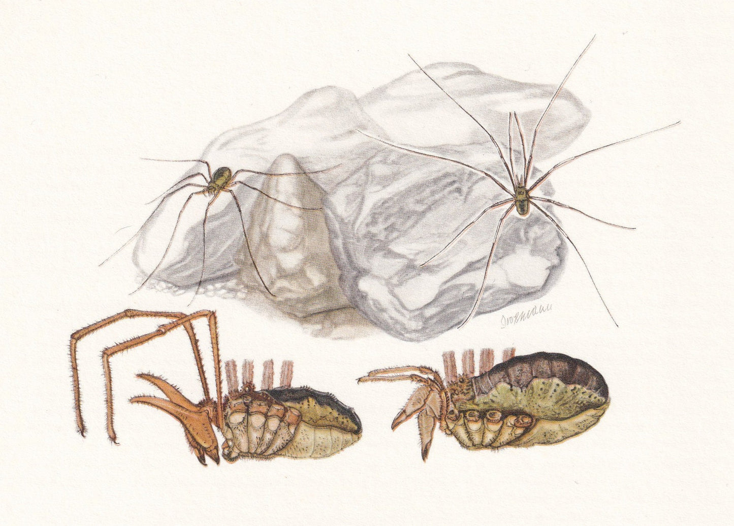 1960 HARVEST SPIDER Print - Vintage Insect Print - Insect Wall Art - Daddy Longlegs Print - Vintage Entomology Print - 7.5 x 10.6 Inches