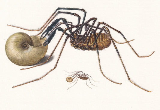 1960 HARVEST SPIDER Print - Vintage Insect Print - Insect Wall Art - Daddy Longlegs Print - Vintage Entomology Print - 7.5 x 