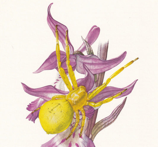 1960 CRAB SPIDER Print - Vintage Insect Print - Insect Wall Art - Arachnid Print - Vintage Entomology Print - 7.5 x 10.6 Inch