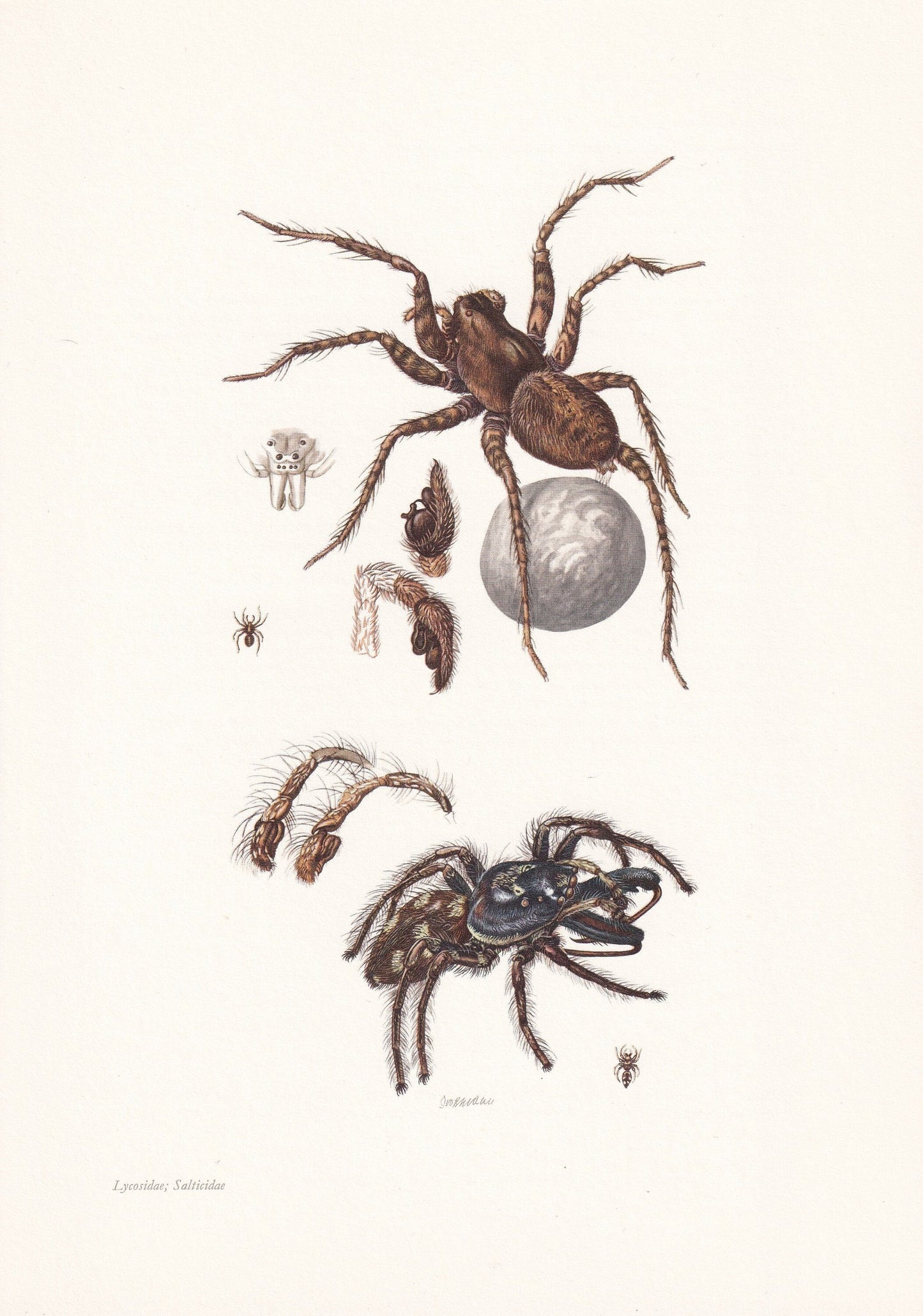 1960 WOLF SPIDER & Zebra Spider Print - Vintage Insect Print - Insect Wall Art - Arachnid Print - Vintage Entomology Print - 
