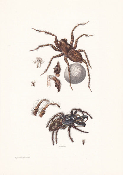 1960 WOLF SPIDER & Zebra Spider Print - Vintage Insect Print - Insect Wall Art - Arachnid Print - Vintage Entomology Print - 