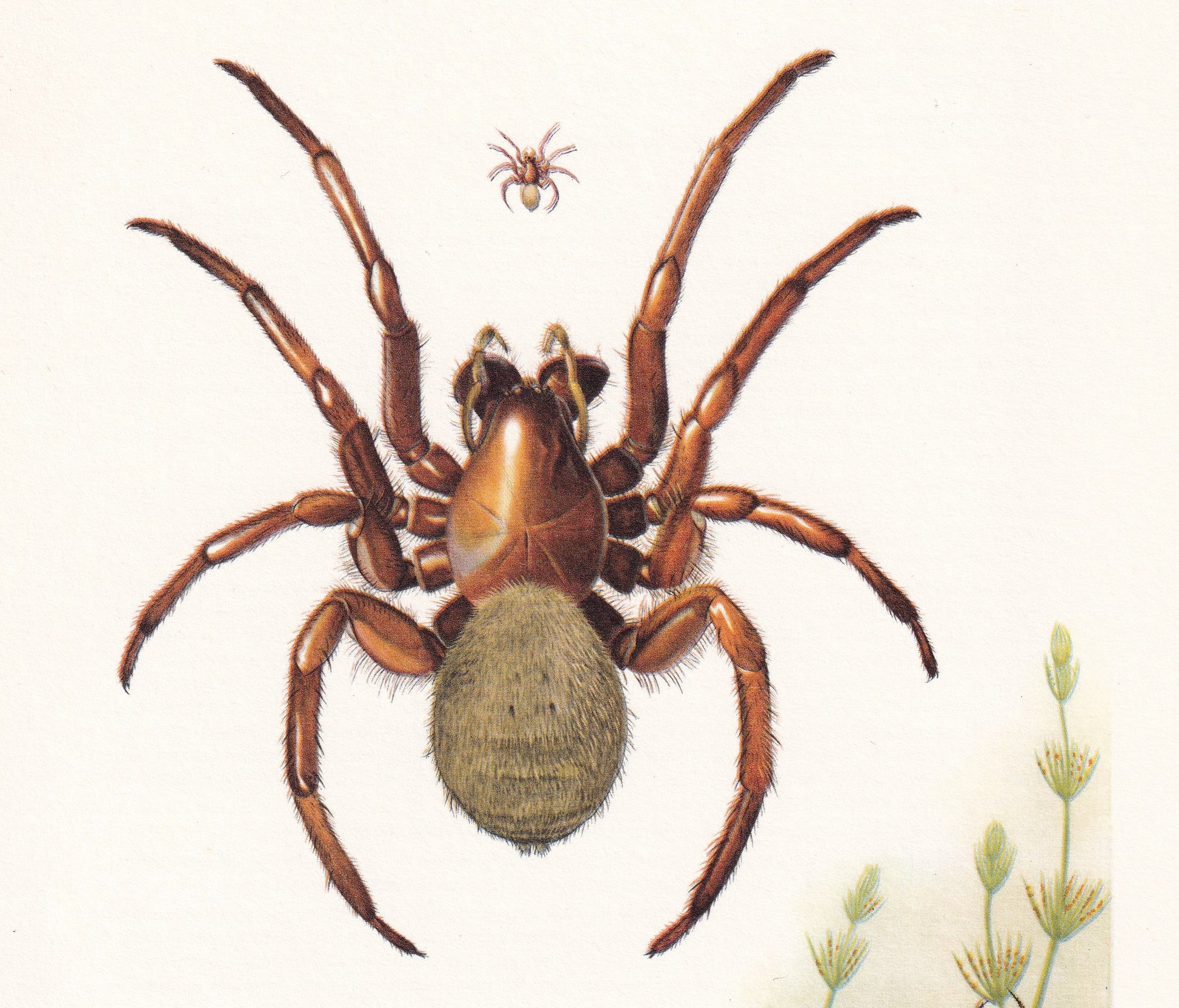 1960 DIVING BELL SPIDER Print - Vintage Insect Print - Insect Wall Art - Arachnid Print - Vintage Entomology Print - 7.5 x 10