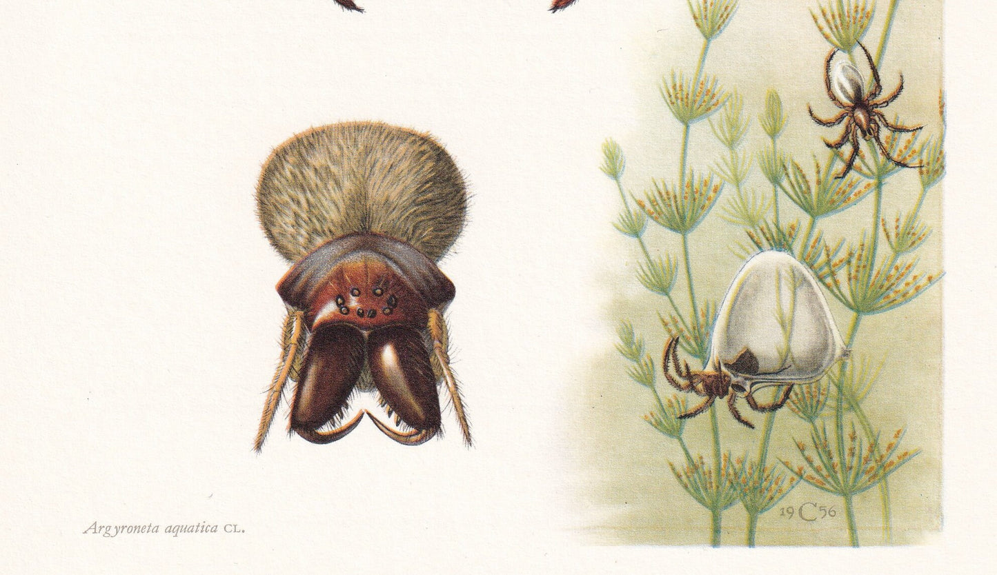 1960 DIVING BELL SPIDER Print - Vintage Insect Print - Insect Wall Art - Arachnid Print - Vintage Entomology Print - 7.5 x 10