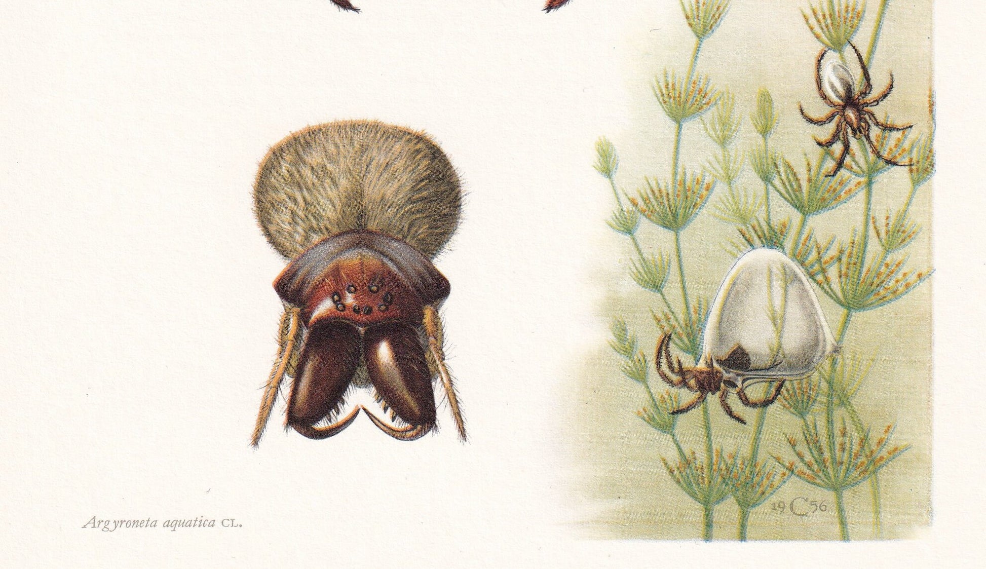 1960 DIVING BELL SPIDER Print - Vintage Insect Print - Insect Wall Art - Arachnid Print - Vintage Entomology Print - 7.5 x 10