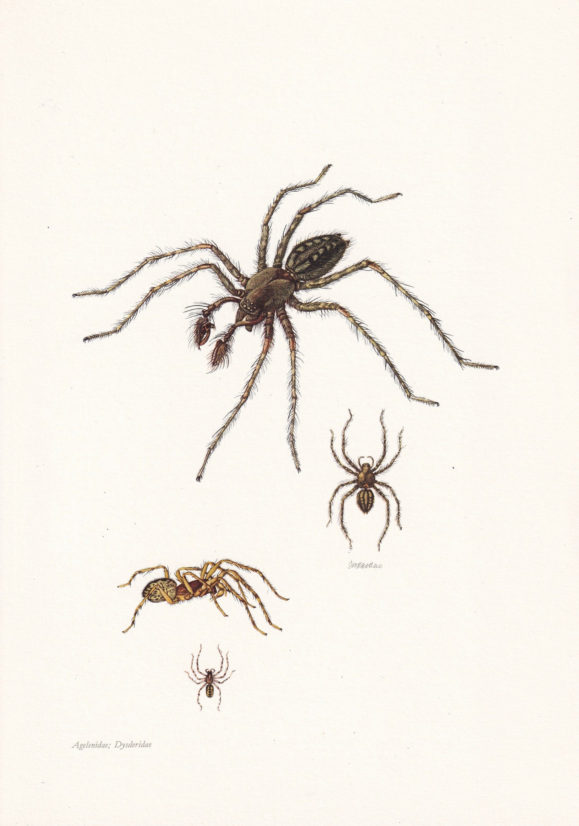1960 HOUSE SPIDER Print - Vintage Insect Print - Insect Wall Art - Arachnid Print - Vintage Entomology Print - 7.5 x 10.6 Inc
