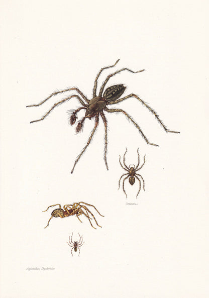 1960 HOUSE SPIDER Print - Vintage Insect Print - Insect Wall Art - Arachnid Print - Vintage Entomology Print - 7.5 x 10.6 Inc