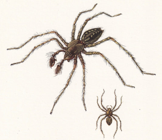 1960 HOUSE SPIDER Print - Vintage Insect Print - Insect Wall Art - Arachnid Print - Vintage Entomology Print - 7.5 x 10.6 Inc