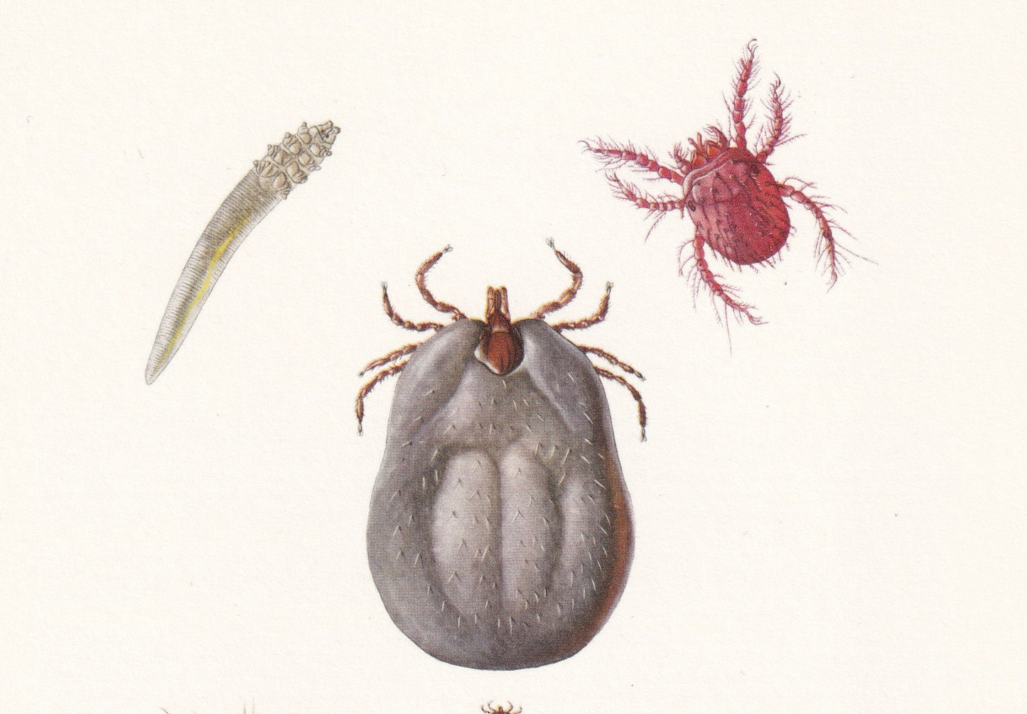 1960 ITCH MITE & Other Mites Print - Vintage Insect Print - Insect Wall Art - Vintage Entomology Print - 7.5 x 10.6 Inches
