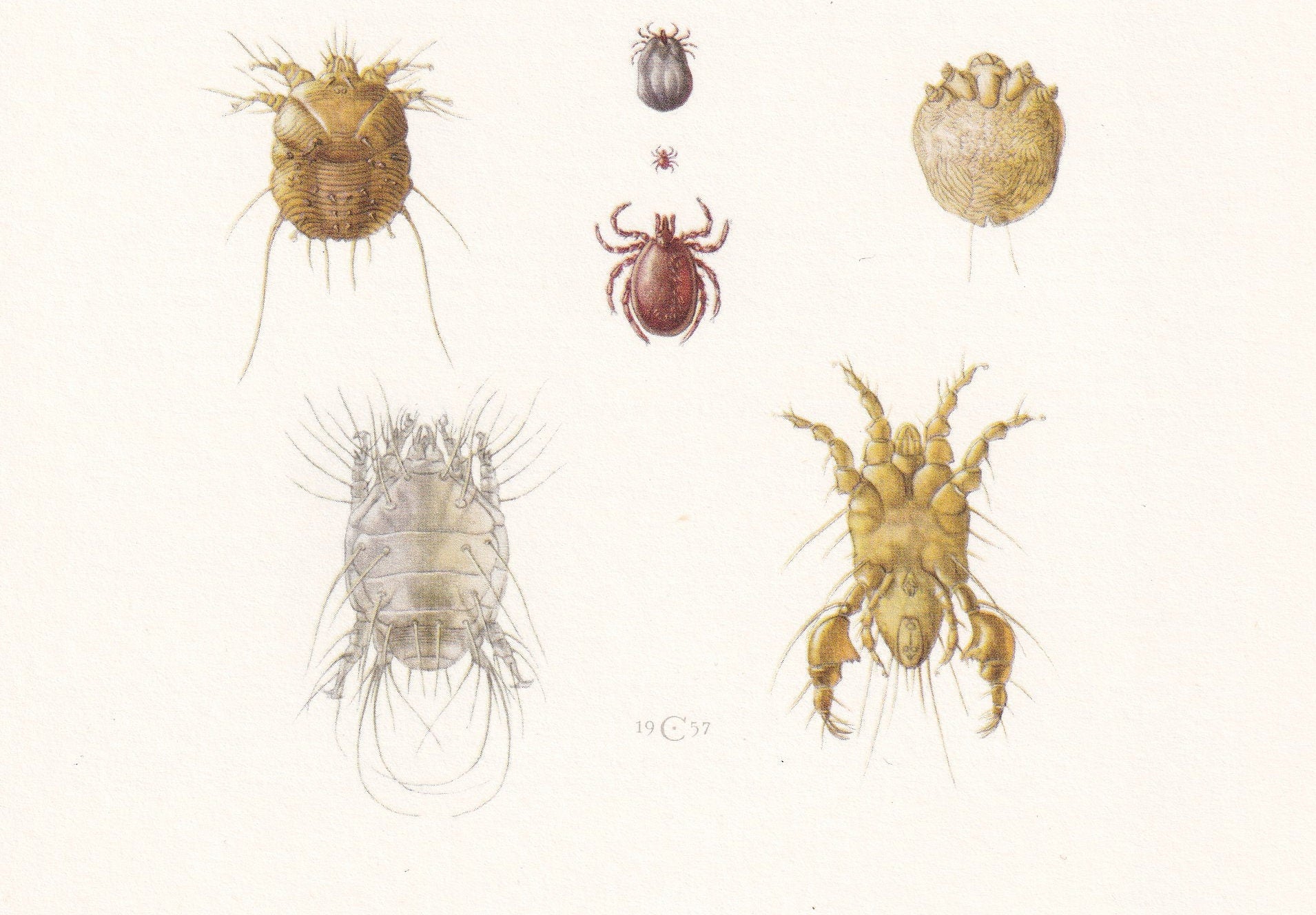 1960 ITCH MITE & Other Mites Print - Vintage Insect Print - Insect Wall Art - Vintage Entomology Print - 7.5 x 10.6 Inches