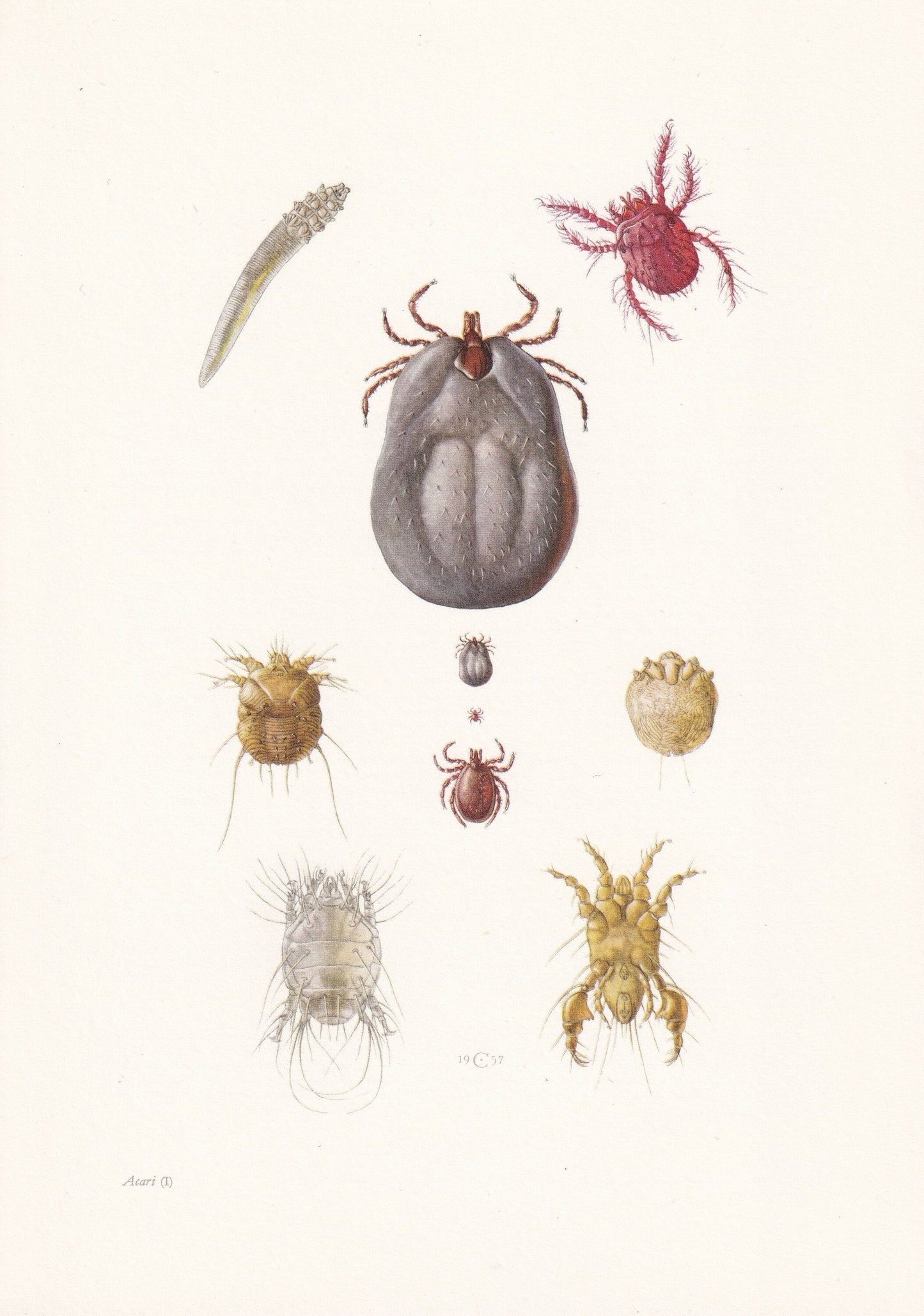 1960 ITCH MITE & Other Mites Print - Vintage Insect Print - Insect Wall Art - Vintage Entomology Print - 7.5 x 10.6 Inches