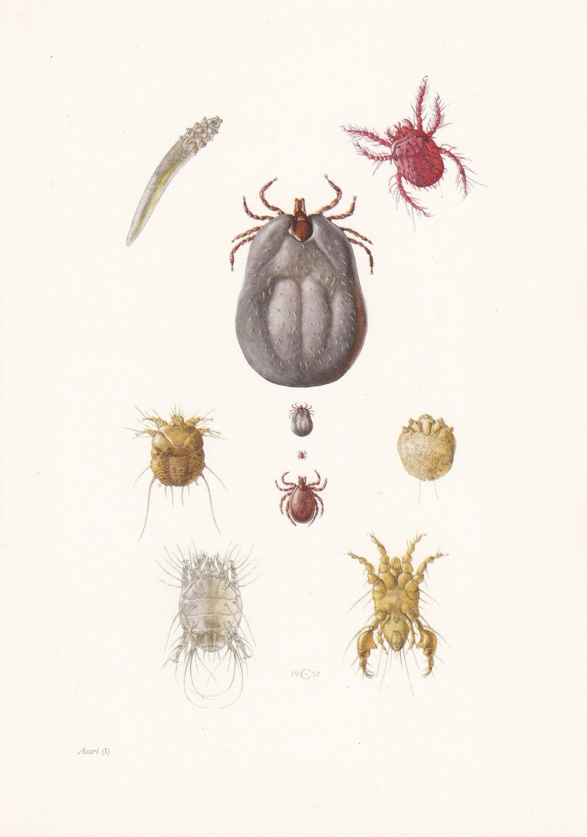 1960 ITCH MITE & Other Mites Print - Vintage Insect Print - Insect Wall Art - Vintage Entomology Print - 7.5 x 10.6 Inches