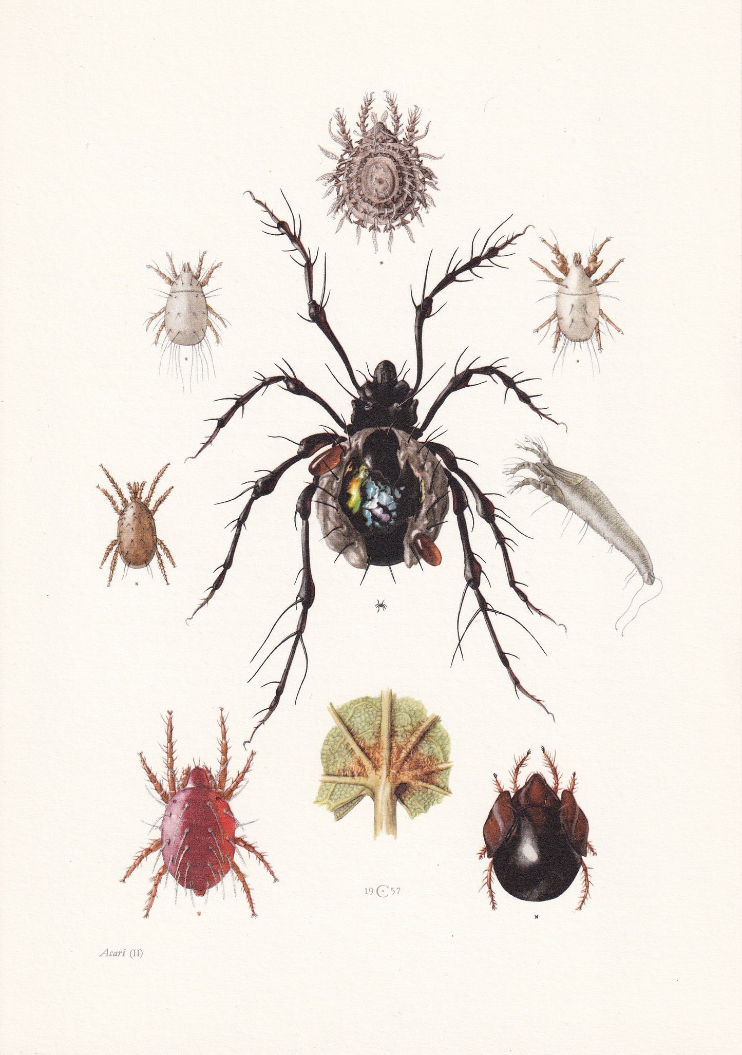 1960 SPIDER MITE & Cheese Mite, Flour Mite Print - Vintage Insect Print - Insect Wall Art - Vintage Entomology Print - 7.5 x 