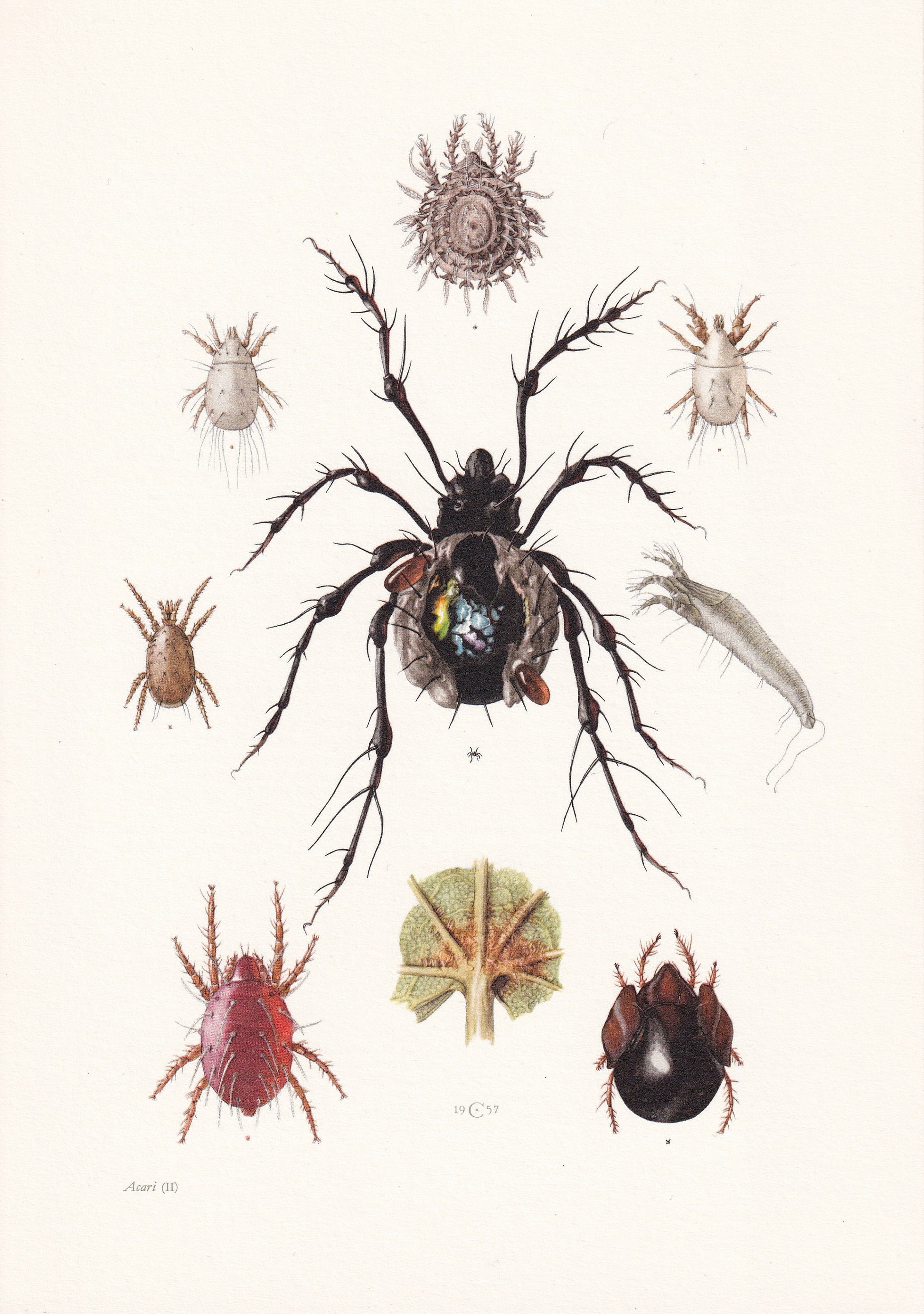 1960 SPIDER MITE & Cheese Mite, Flour Mite Print - Vintage Insect Print - Insect Wall Art - Vintage Entomology Print - 7.5 x 
