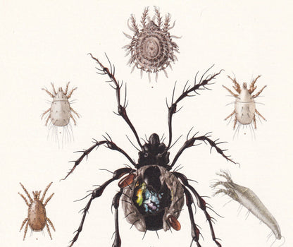 1960 SPIDER MITE & Cheese Mite, Flour Mite Print - Vintage Insect Print - Insect Wall Art - Vintage Entomology Print - 7.5 x 