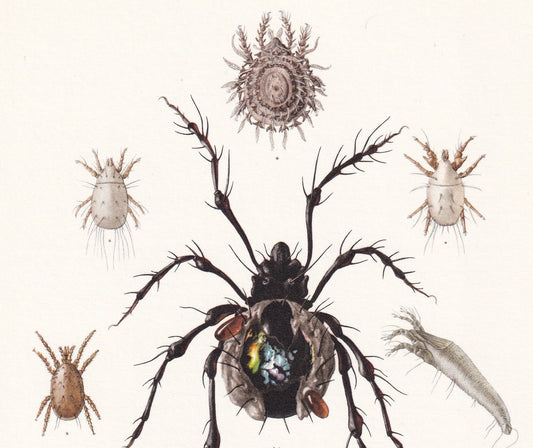 1960 SPIDER MITE & Cheese Mite, Flour Mite Print - Vintage Insect Print - Insect Wall Art - Vintage Entomology Print - 7.5 x 