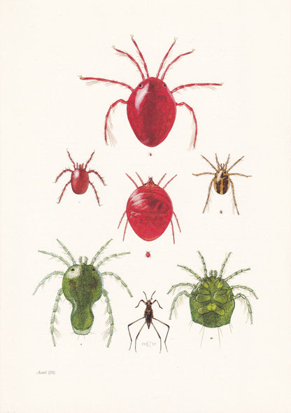 1960 WATER MITE Print - Hydrachnidia - Vintage Insect Print - Insect Wall Art - Vintage Entomology Print - 7.5 x 10.6 Inches