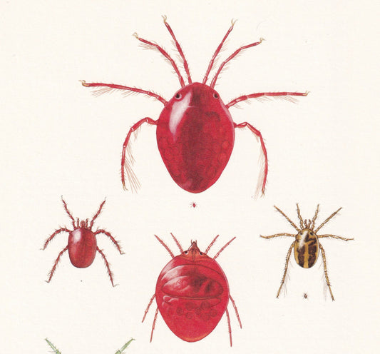 1960 WATER MITE Print - Hydrachnidia - Vintage Insect Print - Insect Wall Art - Vintage Entomology Print - 7.5 x 10.6 Inches