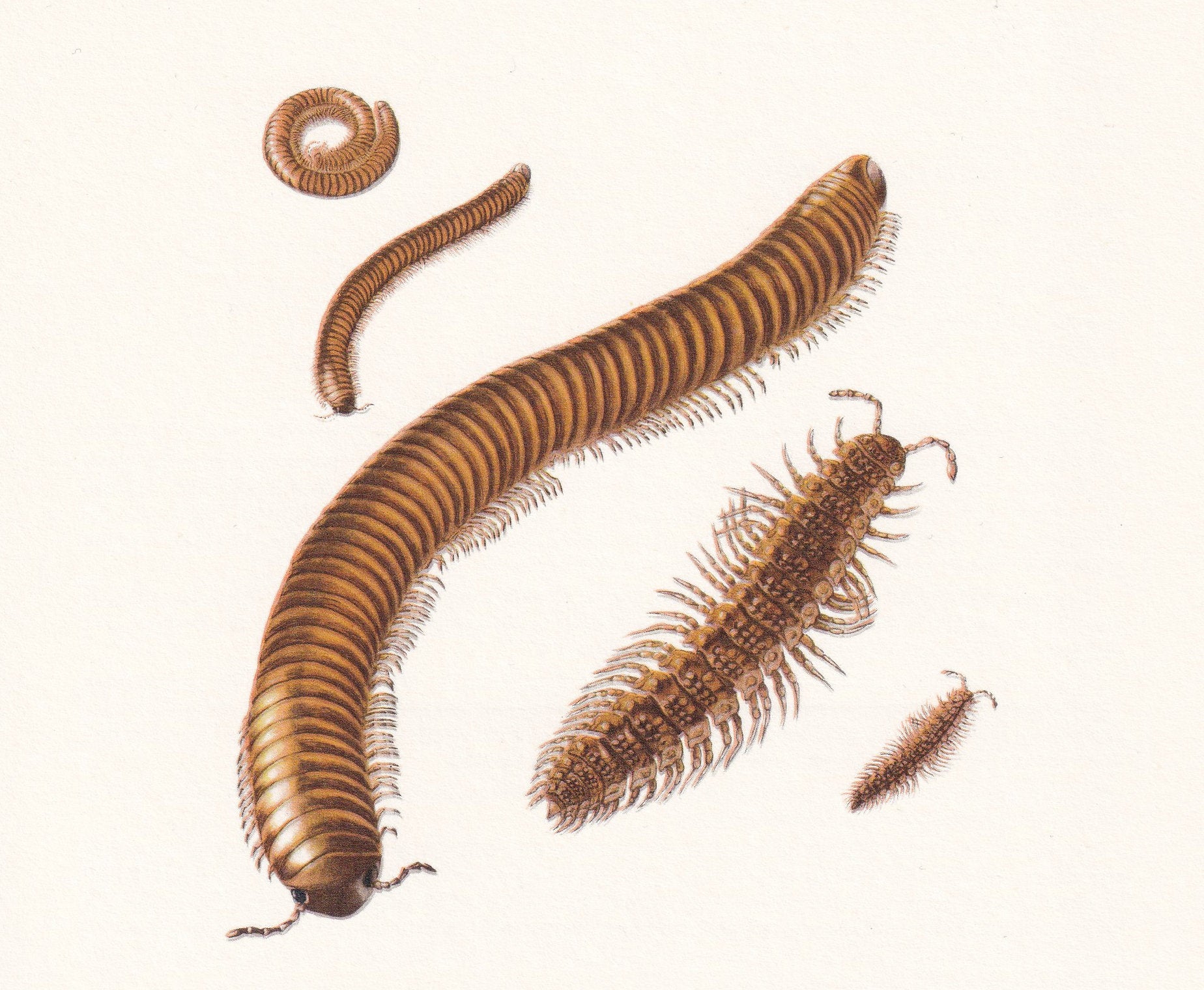 1960 MILLIPEDE & WOODLICE Print - Vintage Insect - Insect Wall Art - Vintage Entomology Print - 7.5 x 10.6 Inches