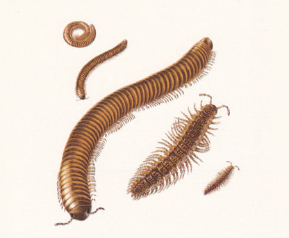 1960 MILLIPEDE & WOODLICE Print - Vintage Insect - Insect Wall Art - Vintage Entomology Print - 7.5 x 10.6 Inches