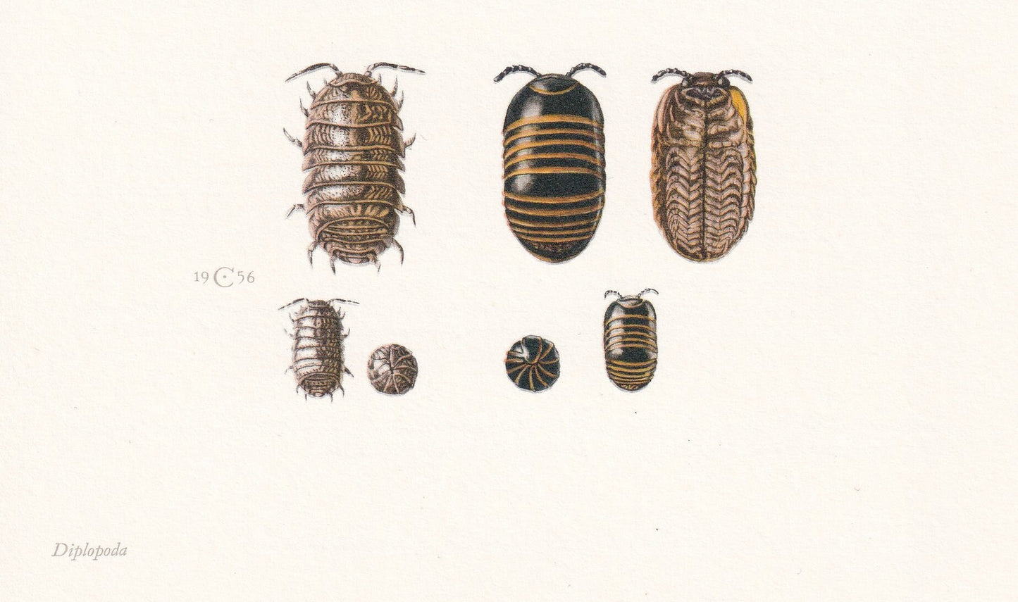 1960 MILLIPEDE & WOODLICE Print - Vintage Insect - Insect Wall Art - Vintage Entomology Print - 7.5 x 10.6 Inches