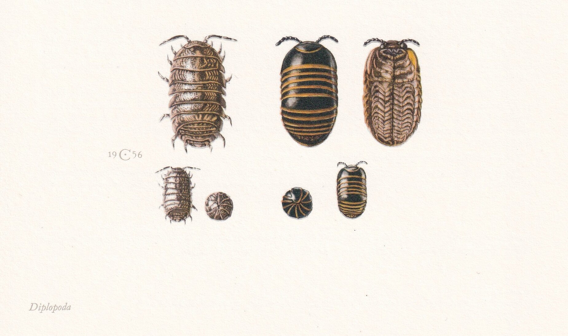 1960 MILLIPEDE & WOODLICE Print - Vintage Insect - Insect Wall Art - Vintage Entomology Print - 7.5 x 10.6 Inches
