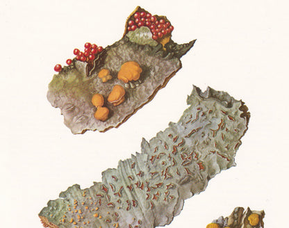 1960s HYPOCREACEAE FUNGUS Print - Mushroom Wall Art - Fungi Illustration - Cottagecore - Mushroom Decor - 7.5 x 10.6 Inches