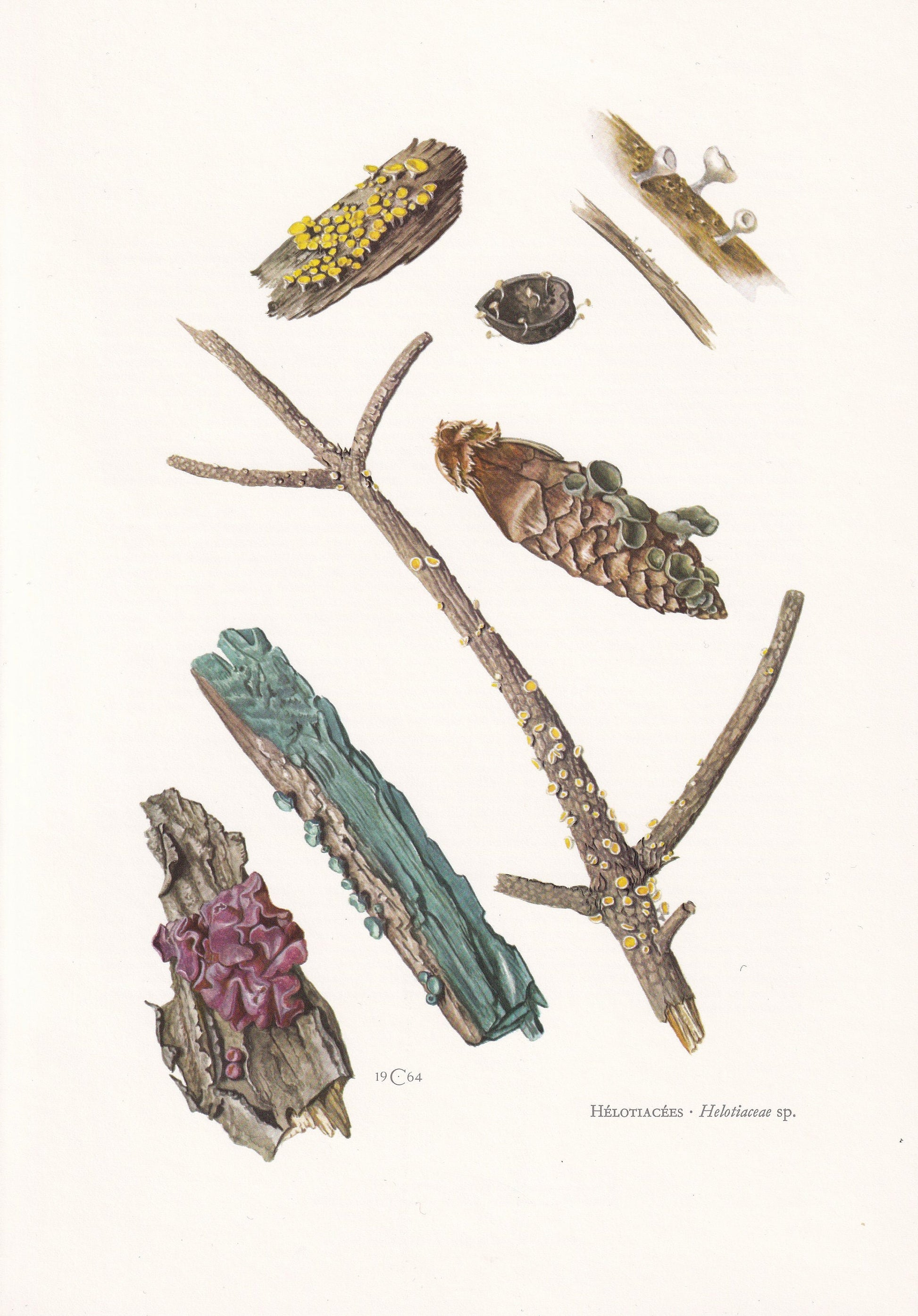 1960s HELOTIACEAE FUNGI Print - Mushroom Wall Art - Fungi Illustration - Cottagecore - Mushroom Decor - 7.5 x 10.6 Inches