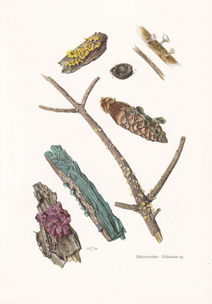 1960s HELOTIACEAE FUNGI Print - Mushroom Wall Art - Fungi Illustration - Cottagecore - Mushroom Decor - 7.5 x 10.6 Inches