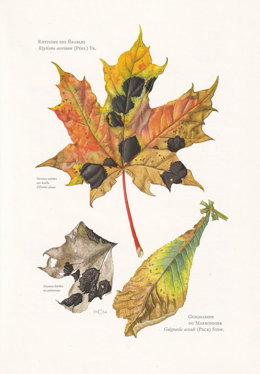 1960s TAR SPOT FUNGUS Print - Mushroom Wall Art - Fungi Illustration - Cottagecore - Mushroom Decor - 7.5 x 10.6 Inches