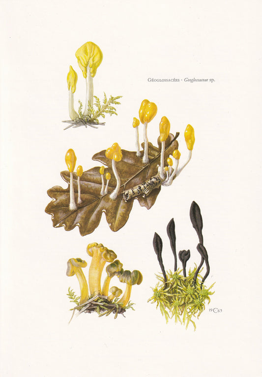 1960s SWAMP BEACON FUNGI Print - Mushroom Wall Art - Fungi Illustration - Cottagecore - Mushroom Decor - 7.5 x 10.6 Inches