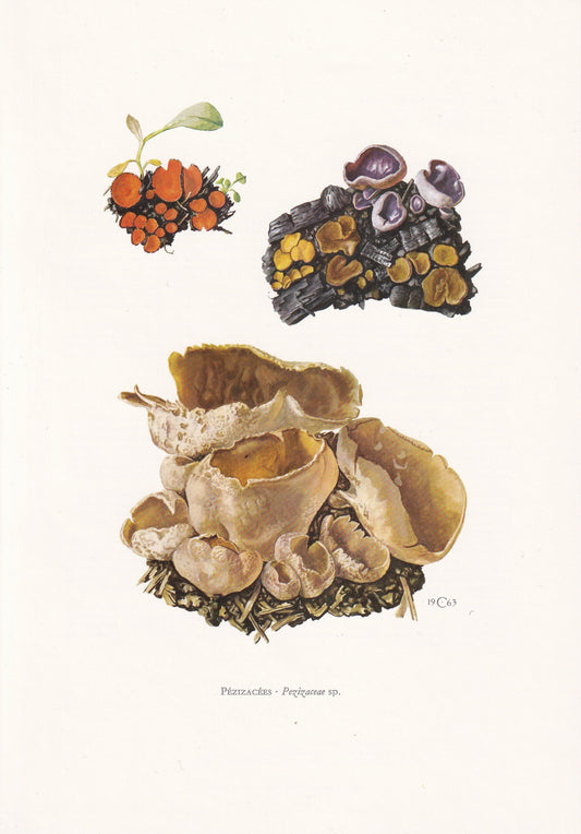 1960s BLISTERED CUP FUNGUS Print - Mushroom Wall Art - Fungi Illustration - Cottagecore - Mushroom Decor - 7.5 x 10.6 Inches