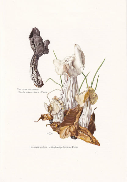 1960s WHITE SADDLE FUNGUS Print - Mushroom Wall Art - Fungi Illustration - Cottagecore - Mushroom Decor - 7.5 x 10.6 Inches