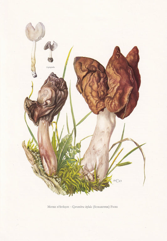 1960s HOODED FALSE MOREL Print - Mushroom Wall Art - Fungi Illustration - Cottagecore - Mushroom Decor - 7.5 x 10.6 Inches
