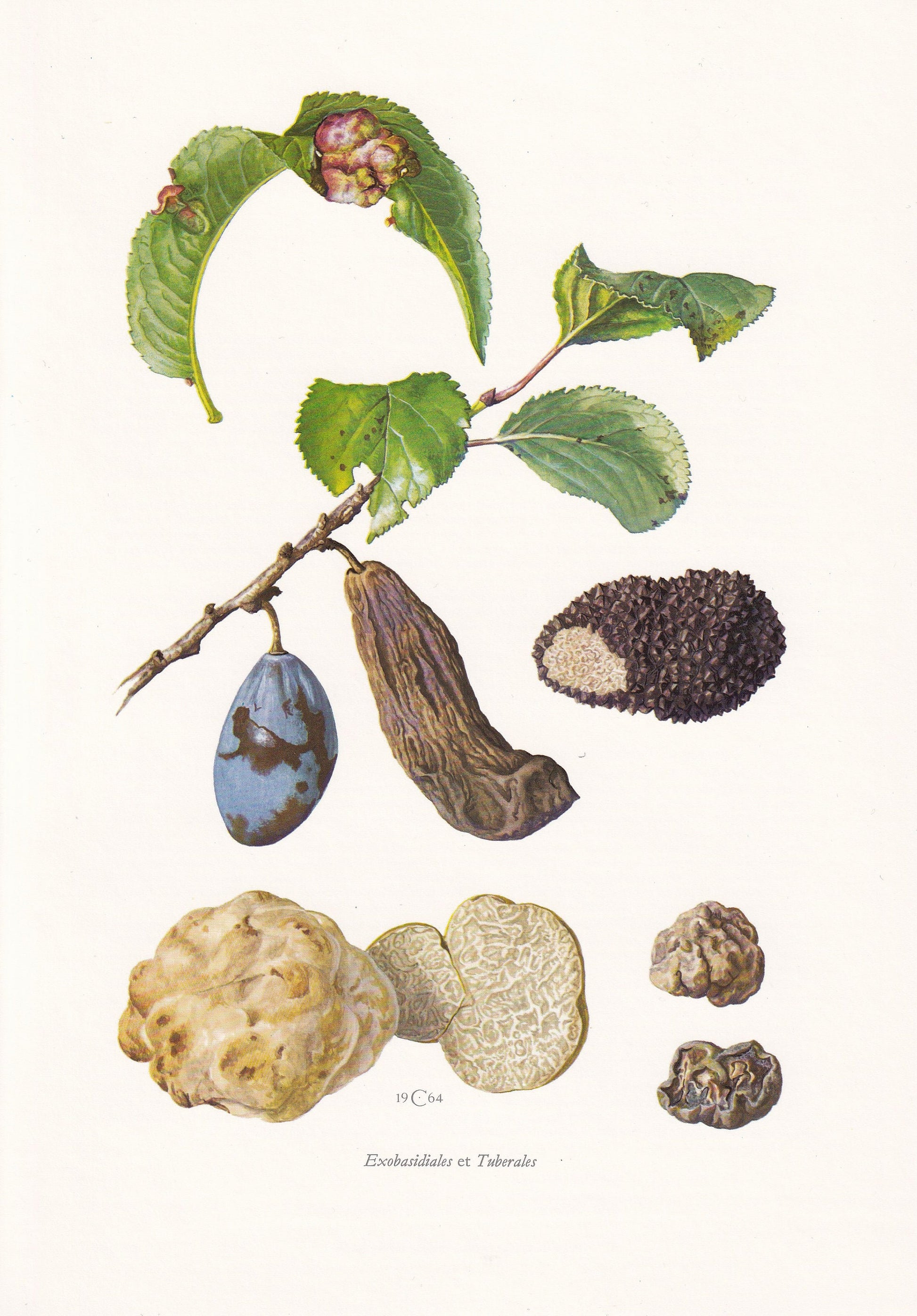 1960s TAPHRINA PRUNI FUNGUS Print - Mushroom Wall Art - Fungi Illustration - Cottagecore - Mushroom Decor - 7.5 x 10.6 Inches