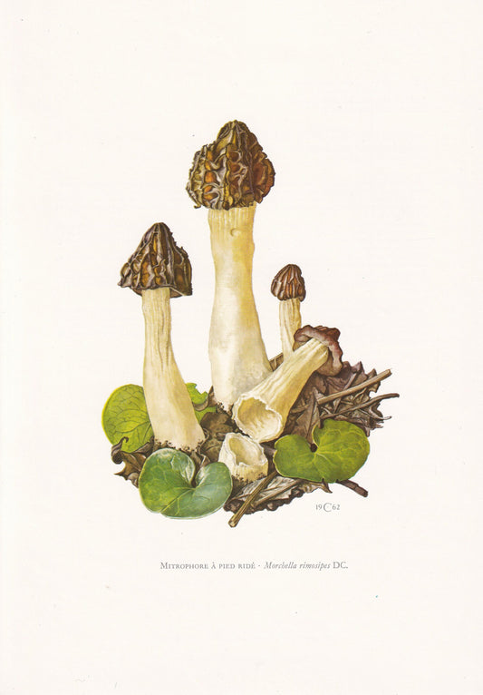 1960s HALF-FREE MOREL Print - Mushroom Wall Art - Fungi Illustration - Cottagecore - Mushroom Decor - 7.5 x 10.6 Inches