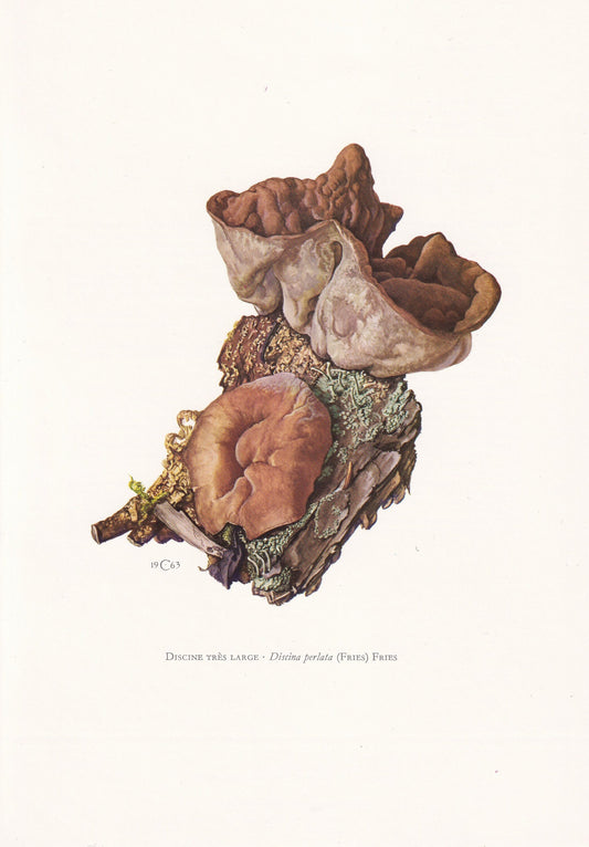 1960s PIG'S EARS MUSHROOM Print - Mushroom Wall Art - Fungi Illustration - Cottagecore - Mushroom Decor - 7.5 x 10.6 Inches