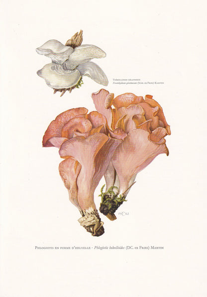 1960s APRICOT JELLY MUSHROOM Print - Mushroom Wall Art - Fungi Illustration - Cottagecore - Mushroom Decor - 7.5 x 10.6 Inches