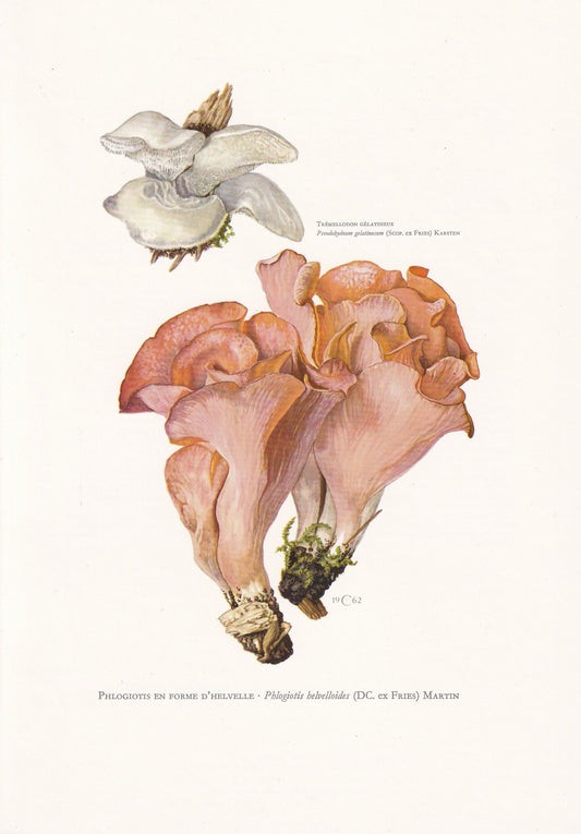 1960s APRICOT JELLY MUSHROOM Print - Mushroom Wall Art - Fungi Illustration - Cottagecore - Mushroom Decor - 7.5 x 10.6 Inches