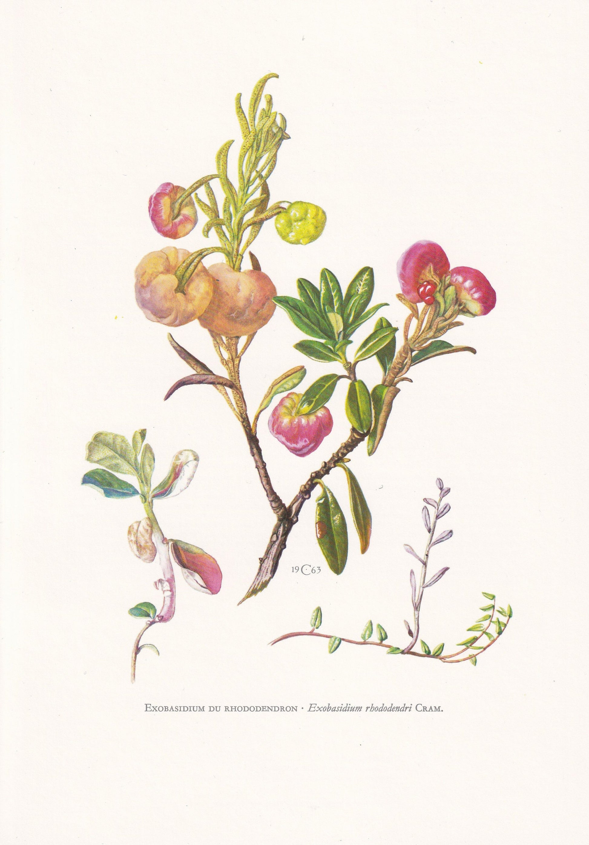 1960s RED LEAF DISEASE Print - Exobasidium vaccinii - Fungi Illustration - Cottagecore - Mushroom Decor - 7.5 x 10.6 Inches