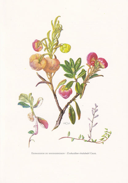 1960s RED LEAF DISEASE Print - Exobasidium vaccinii - Fungi Illustration - Cottagecore - Mushroom Decor - 7.5 x 10.6 Inches