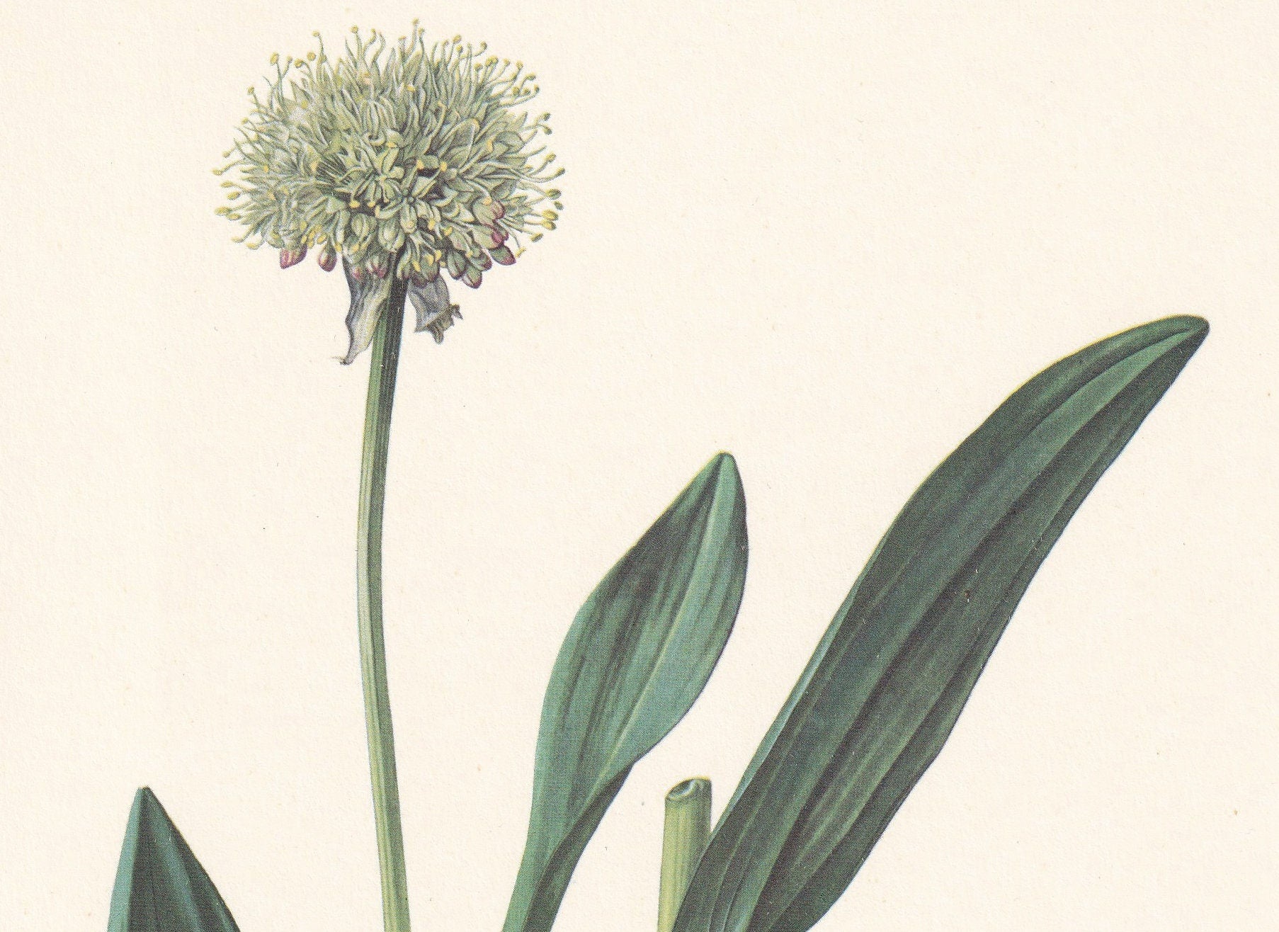 1960 VICTORY ONION Print - Botanical Print - Flower Print - Flower Wall Art - Vintage Plant Print - 7.5 x 10.6 Inches