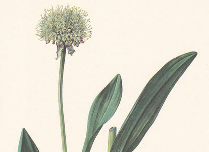 1960 VICTORY ONION Print - Botanical Print - Flower Print - Flower Wall Art - Vintage Plant Print - 7.5 x 10.6 Inches