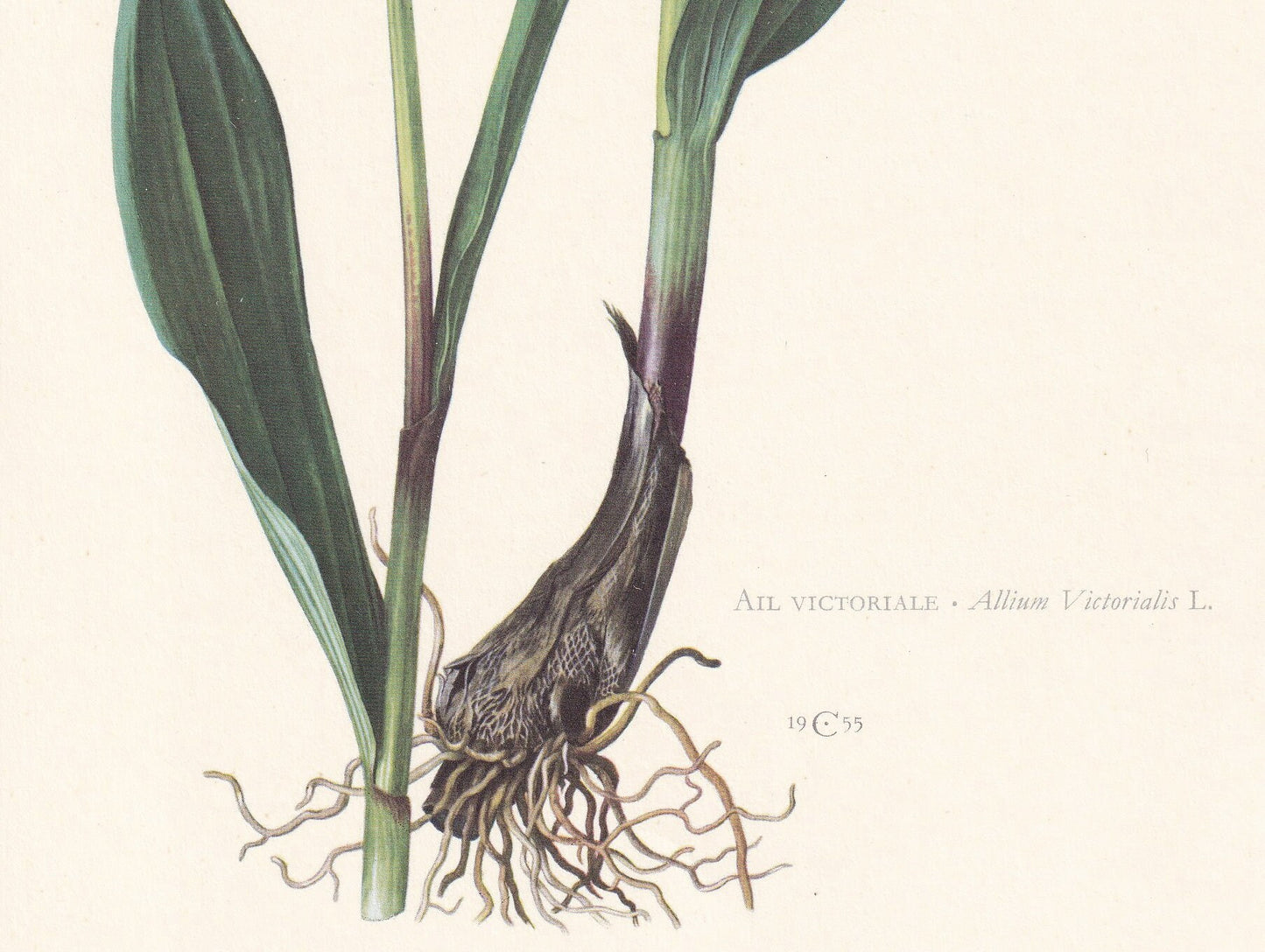 1960 VICTORY ONION Print - Botanical Print - Flower Print - Flower Wall Art - Vintage Plant Print - 7.5 x 10.6 Inches