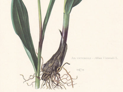 1960 VICTORY ONION Print - Botanical Print - Flower Print - Flower Wall Art - Vintage Plant Print - 7.5 x 10.6 Inches