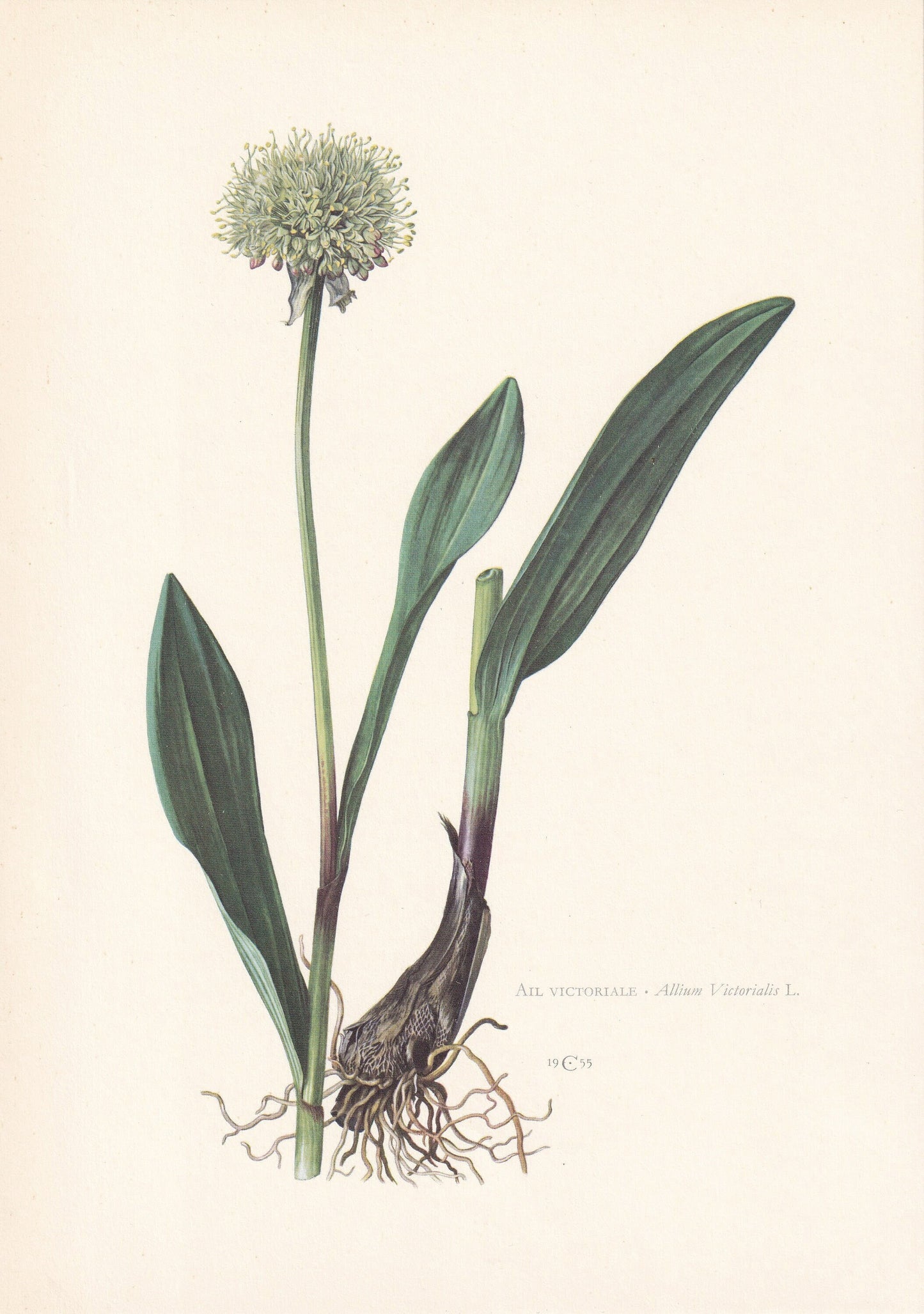 1960 VICTORY ONION Print - Botanical Print - Flower Print - Flower Wall Art - Vintage Plant Print - 7.5 x 10.6 Inches