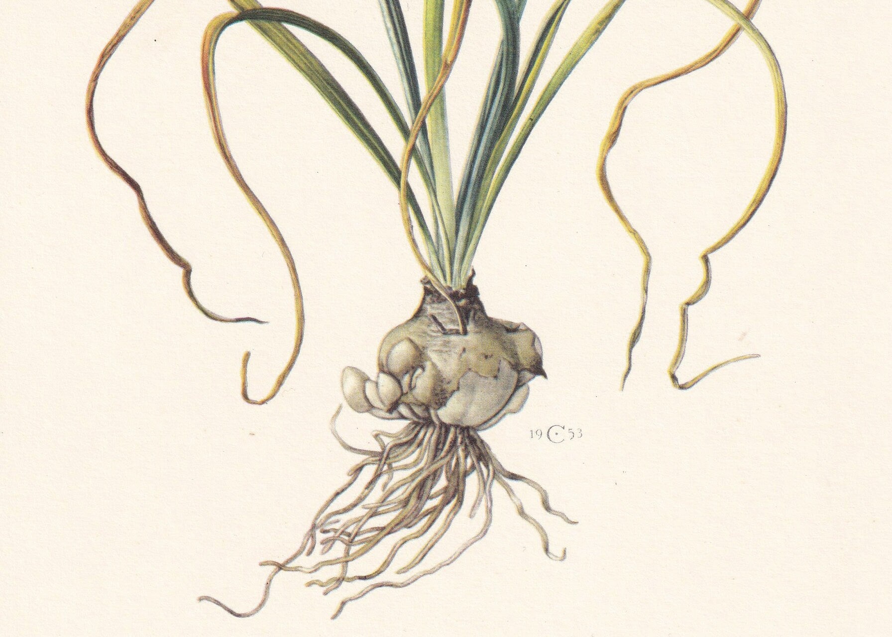 1960 GRASS LILY Print - Botanical Print - Flower Print - Flower Wall Art - Vintage Plant Print - 7.5 x 10.6 Inches